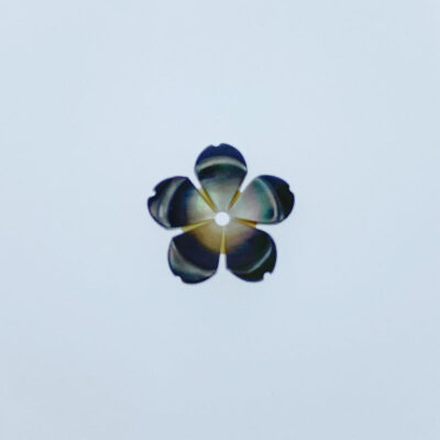 10pc Sakura Flowers Beads Black Mother Of Pearl 10mm BM-0051